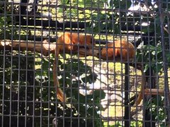 Leontopithecus rosalia