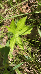 Anemonastrum canadense