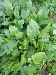 Rumex obtusifolius