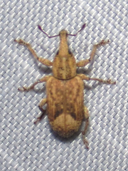 Listronotus appendiculatus