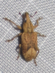 Listronotus appendiculatus