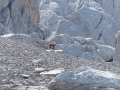 Rupicapra pyrenaica parva