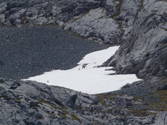 Rupicapra pyrenaica parva