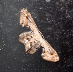 Phazaca leucocephala