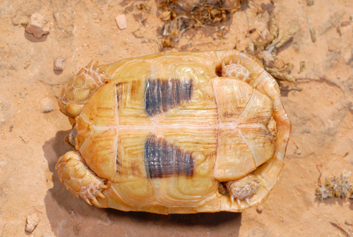 Plastron Testudo kleinmanni