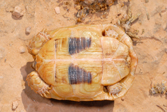 Testudo kleinmanni