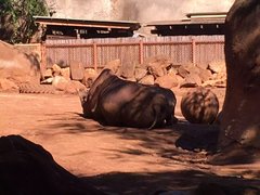 Rhinocerotidae