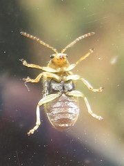 Ophraella communa