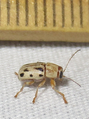 Pachybrachis bivittatus