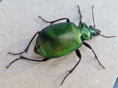 Calosoma schayeri