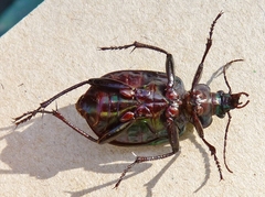 Calosoma schayeri