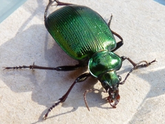 Calosoma schayeri