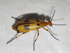 Pyrota punctata