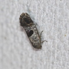 Eupselia beatella