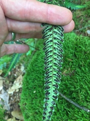 Arachniodes simplicior