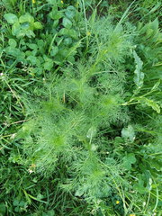 Tripleurospermum inodorum