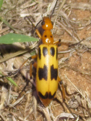 Pyrota punctata