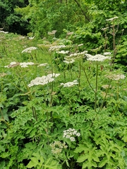 Heracleum sphondylium