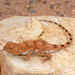 Desert Agama - Photo (c) Roberto Sindaco, some rights reserved (CC BY-NC-SA), uploaded by Roberto Sindaco