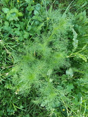 Tripleurospermum inodorum