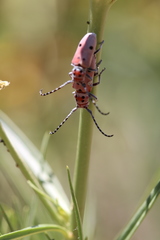 Tetraopes annulatus