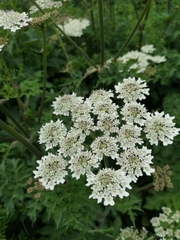 Heracleum sphondylium