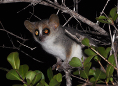 Microcebus griseorufus