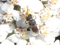 Hylaeus punctatus