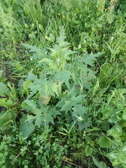 Carduus crispus