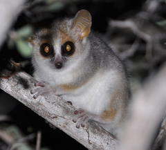 Microcebus griseorufus