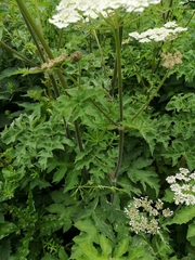 Heracleum sphondylium