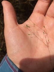 Leptosiphon pygmaeus continentalis
