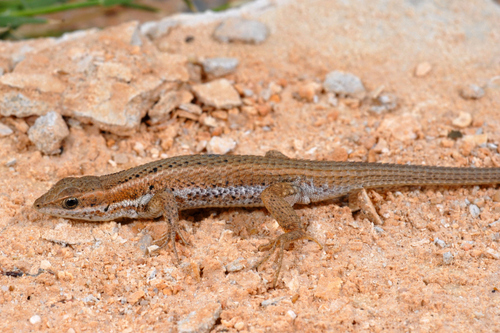 Western Snake-eyed Lizard