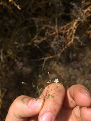 Leptosiphon pygmaeus continentalis