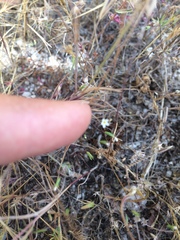 Leptosiphon pygmaeus continentalis