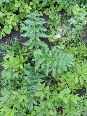 Pastinaca sativa