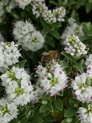 Apis mellifera