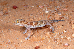 Stenodactylus mauritanicus