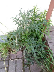 Cirsium vulgare