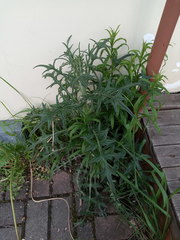 Cirsium vulgare