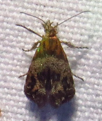 Tebenna gnaphaliella