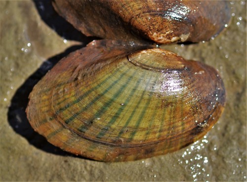 Eastern Lampmussel