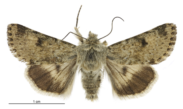 Australothis volatilis