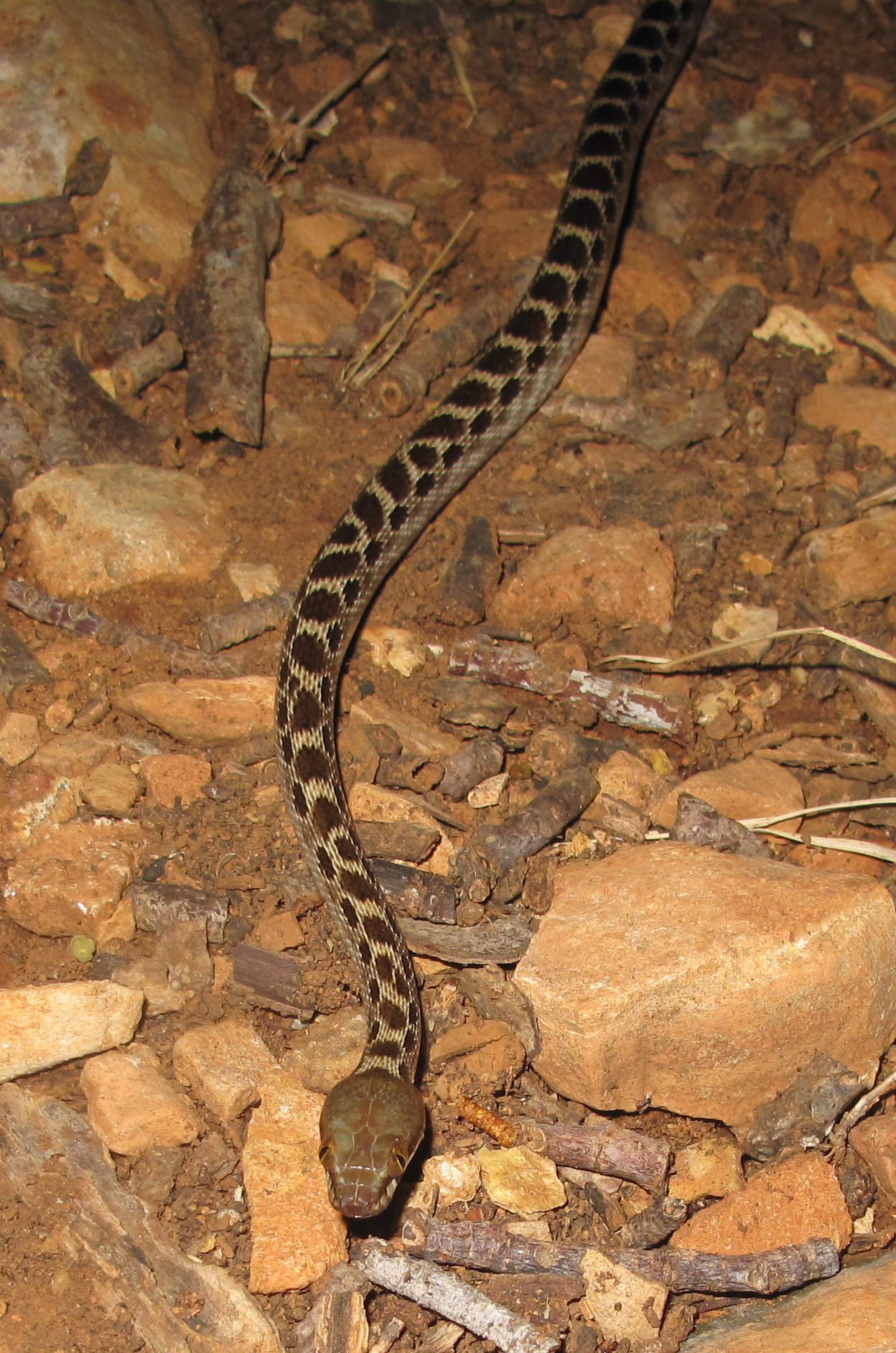 Ocellated Cat Snake photo 3