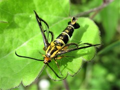 Chamaesphecia astatiformis