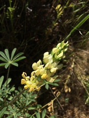 Lupinus microcarpus