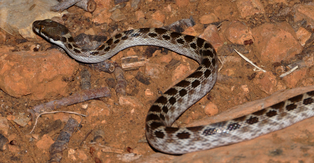 Ocellated Cat Snake
