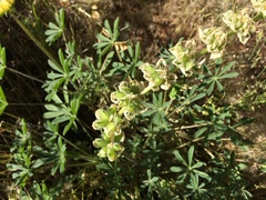 Lupinus microcarpus