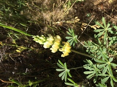 Lupinus microcarpus