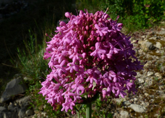 Centranthus lecoqii